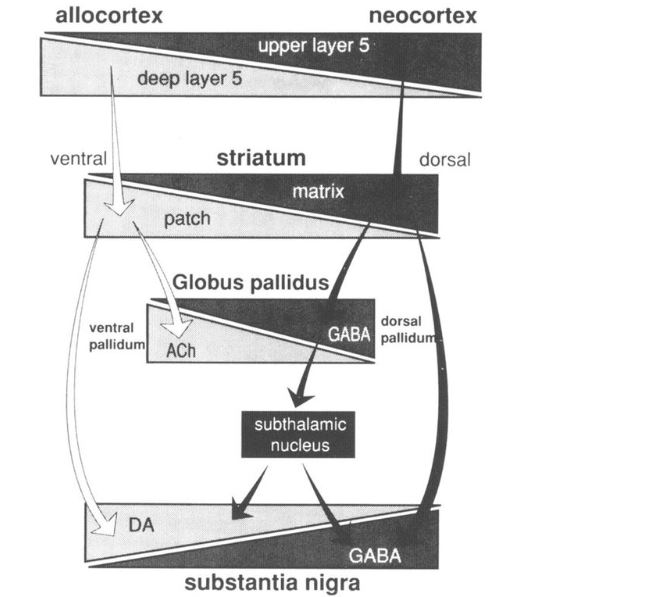 تشخیص زودهنگام پارکینسون با MRI